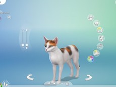 Кот Jax Thomas