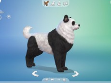 Панда Akita